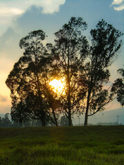 Naklejka premium Rays of sun on a set of trees in a green field in the town of Bosa – Bogotá - Colombia