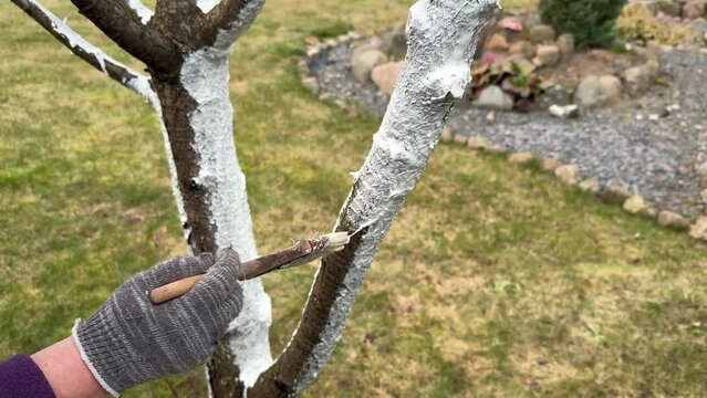 Gardener whitewashing a cherry tree with a brush close-up. Limewash painted in trunk. Protecting bark with white paint against sun damage and disease.