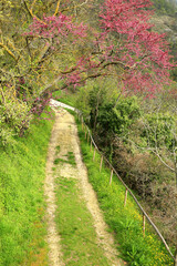 Spring landscape, blossom tree over walking path