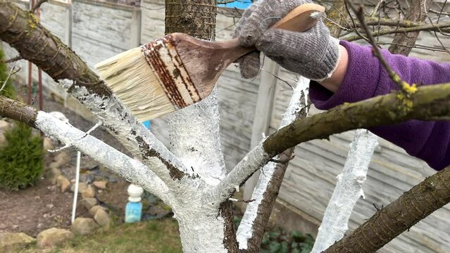 Close-up whitewashing a cherry tree with a brush. Limewash painted in trunk. Gardener protecting bark with white paint against sun damage and disease.