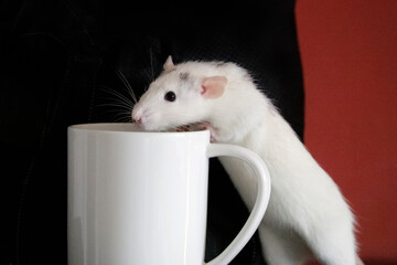 White rat, animal cheeky and funny, steals food in kitchen, cup.