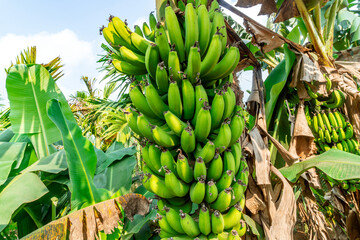 Unripe bananas in the jungle close up - 782015271