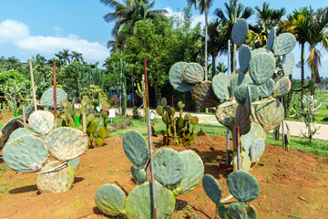 Prickly cacti in a desert landscape
