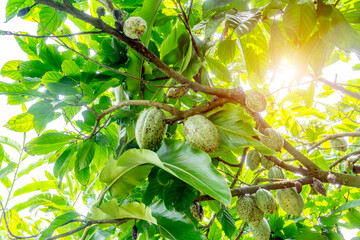 Green walnuts ripen, on branch of tree with green leaves close-up with rays of bright sun. Concept of growing - 782015489
