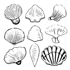 Seashells svg, Seashell svg file, Ocean svg, Marine, Clipart, Seashell SVG, SeaShell Outline SVG, Beach SVG, Summer, Seashells Svg, Flower seashell Svg, Underwater the sea Svg, Ocean Svg, SeaShell cli