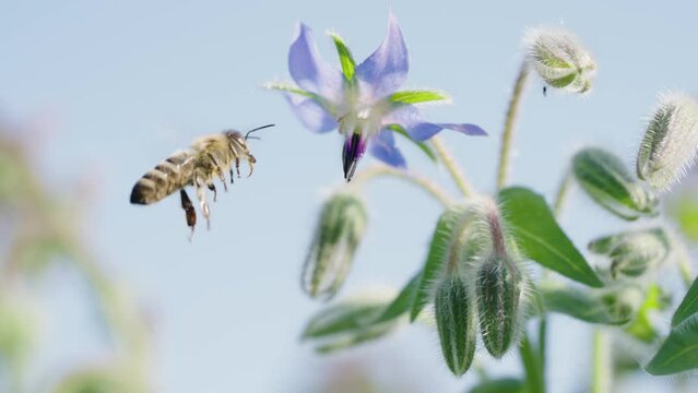 A bee hovers in mid-air, approaching a vibrant borage flower. The sun casts a gentle light, highlighting the movement and grace of the bee's flight. Bee Mid-Flight by Borage