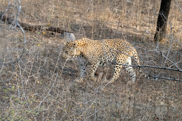Indian leopard or Panthera pardus fusca walking through the thicket at Jhalana Leopard Reserve in Rajasthan, India