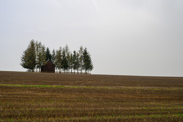 Old barn surrounded by trees and yellow fields - 782020829