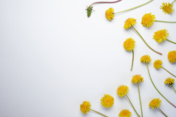 Composition with yellow dandelion flowers isolated on white background.  Top view. Flat lay, copy...