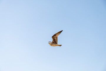Seagull on blue background. European herring gull, Larus argentatus. Seagull flying in front of blue clouds.