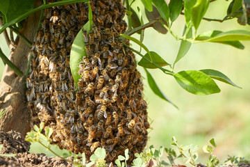 honey bee drone swarm flew out and stuck around tree branches. Wild swarm of bees in the garden on...