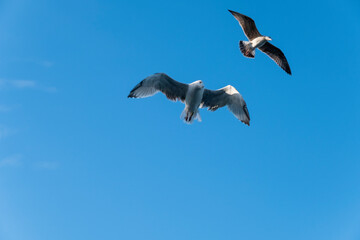 Obraz premium Seagull on blue background. European herring gull, Larus argentatus. Seagull flying in front of blue clouds.