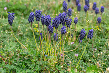 Muscari neglectum. Plants with dark blue inflorescences of Nazarenes on the meadow in spring.