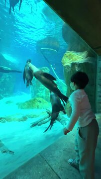 oceanarium, dark figure of child boy considering fish in big aquarium with marine nature in clear blue water. High quality 4k footage