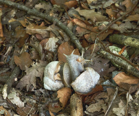 Roman snails or Burgundy snails resp.Helix pomatia in love,lower Rhine region,Germany
