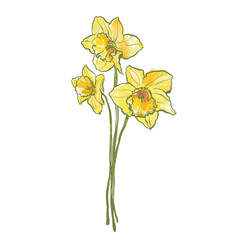 Oil painting abstract flower bouquet of yellow narcissus. Hand painted floral composition of wildflower isolated on white background. Holiday Illustration for design, print, fabric or background.