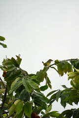 a Coppersmith Barbet producing a sound like on a coppersmith on top of the tree 