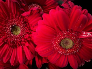 Beautiful blooming red Gerbera jamesonii flowers also known as Barberton daisy, Transvaal daisy...