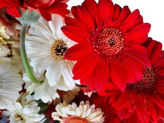 Beautiful blooming red and white Gerbera jamesonii flowers also known as Barberton daisy, Transvaal...
