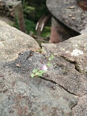 Naturaleza creciendo