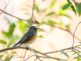 森の中の木陰で枝に留まっているルリビタキの雄