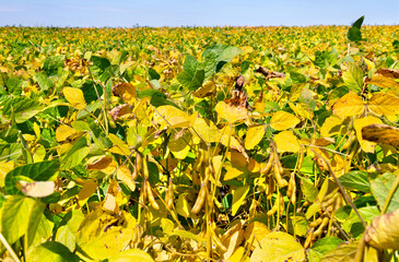 Summer yellow soybean pods growing on the plantation. Ripening soybean field