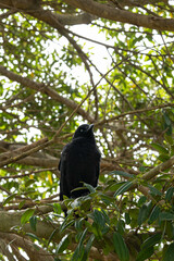 an Australian raven corvus coronoides observing the bottom while trying to eat the fruit of the tree