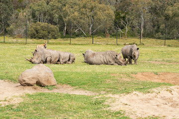 a rhinoceros sleeping on a hot weather in an enclose safari park at Werribee Zoo