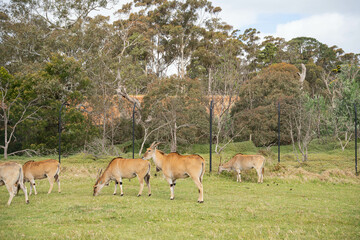 a group of giant eland roaming around in an enclose safari park at Werribee Zoo