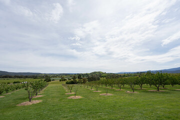 an orchard filled with orange and apple trees 