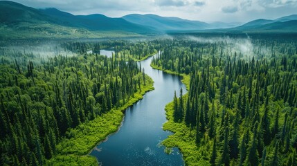 Obraz na płótnie Canvas Aerial view of a green boreal forest