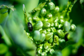 green leaf of canola with insect on it
