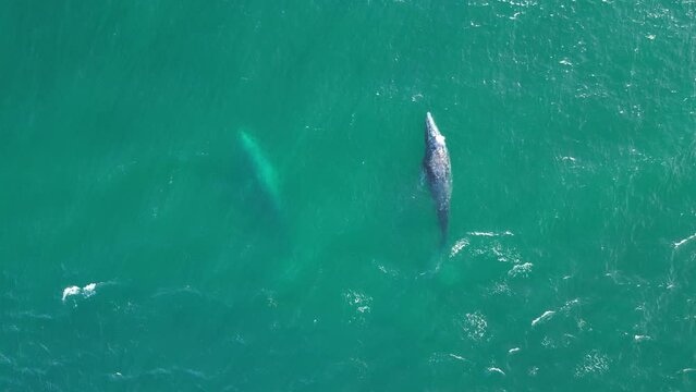 grey whales in baja california sur aerial footage