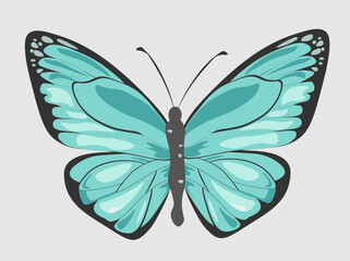 blue green butterfly with a black pattern