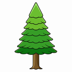 cedar tree isolated on white