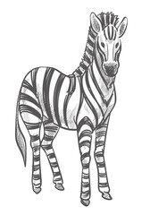 Fototapeta premium Zebra animal, wildlife mammal with stripes on fur