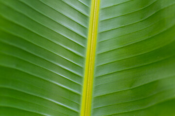 Tropical banana leaf. Leaves texture. Green background