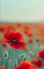 Red poppy field with blue sky. A symbol of Remembrance Day, Victory day. Copy space for text.