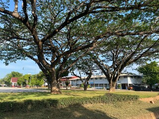Trees and nature in the evening
