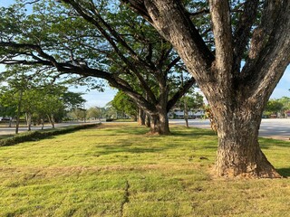 Trees and nature in the evening