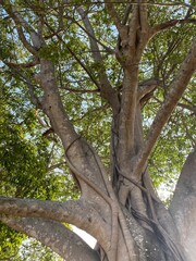 Patterns of trees and nature
