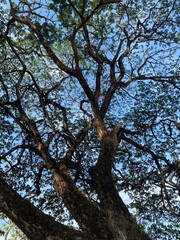 Patterns of trees and nature