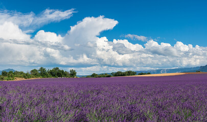 Lavender fields in Provence with summer clouds. Alpes-de-Haute-Provence, France