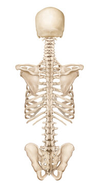 x ray of a human skeleton
