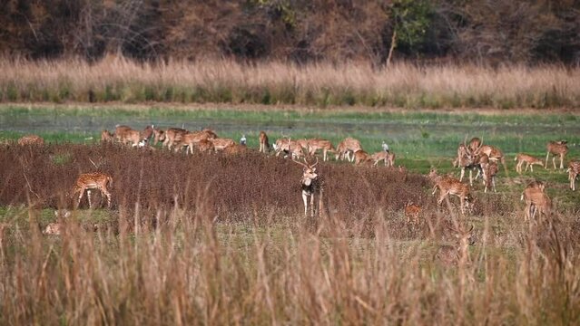 A herd of deer feeding and drinking in the forest in Tadoba national park
