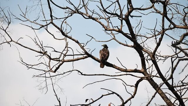 Oriental honey buzzard against a beautiful blue sky in Tadoba national park