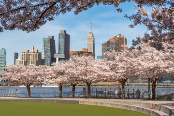 Spring in Long Island City Hunter's Point South Park. Blooming cherry trees, East River and Manhattan skyscrapers from Queens, New York City - 782039253