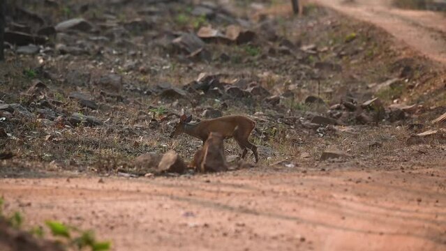 Young muntjac navigating through the forest in Tadoba national park