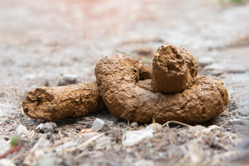 Detailed View of Animal Droppings on Rocky Ground