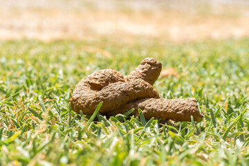 Dog Waste on Vibrant Green Grass Under Sunlight